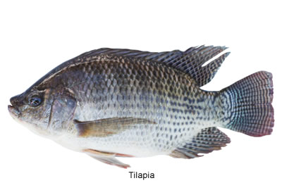 Tilapia